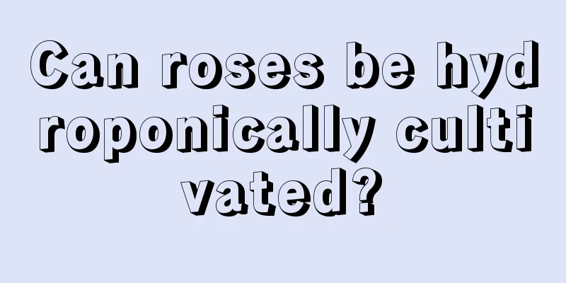 Can roses be hydroponically cultivated?