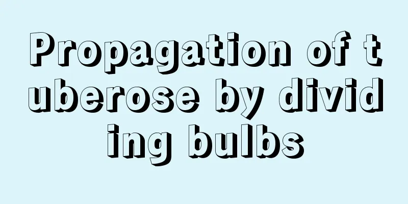 Propagation of tuberose by dividing bulbs