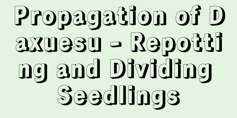 Propagation of Daxuesu - Repotting and Dividing Seedlings