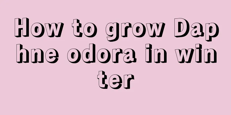 How to grow Daphne odora in winter