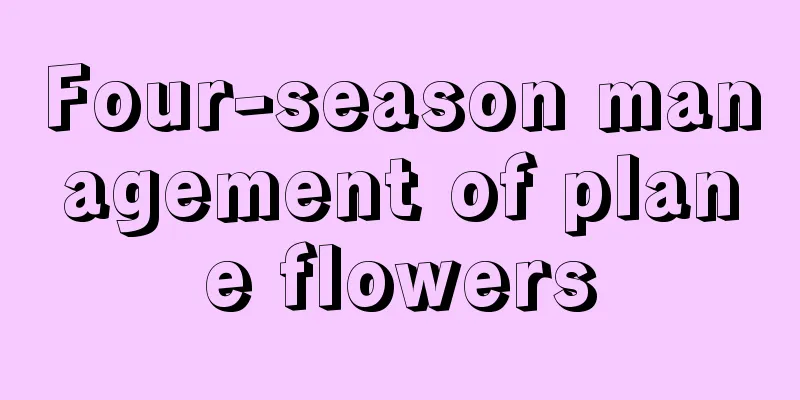 Four-season management of plane flowers