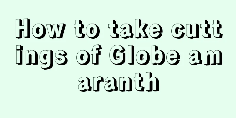 How to take cuttings of Globe amaranth