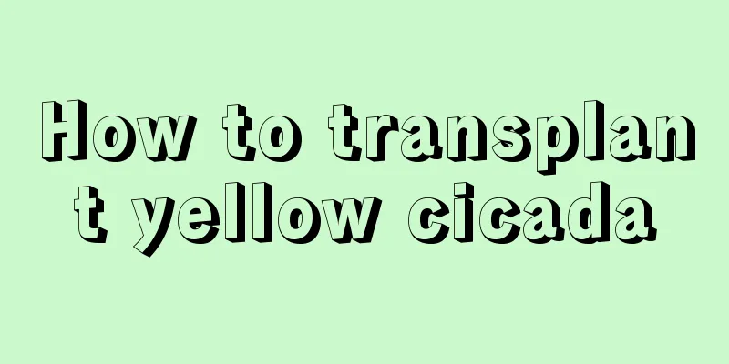 How to transplant yellow cicada