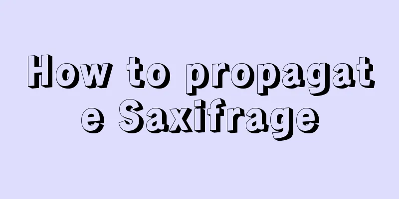 How to propagate Saxifrage