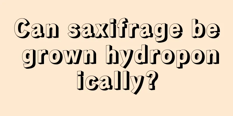 Can saxifrage be grown hydroponically?