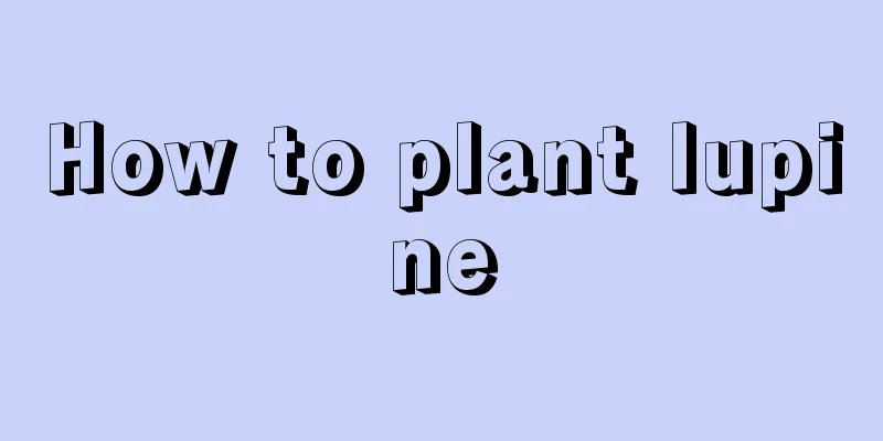 How to plant lupine