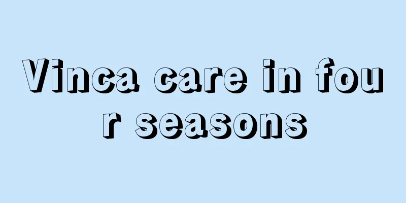 Vinca care in four seasons