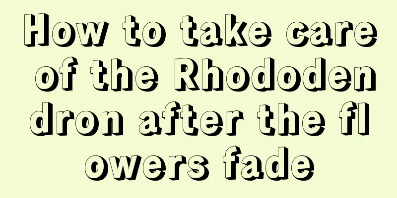 How to take care of the Rhododendron after the flowers fade