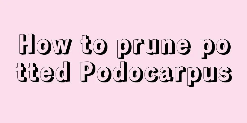 How to prune potted Podocarpus