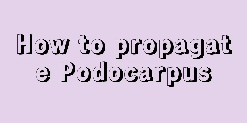 How to propagate Podocarpus