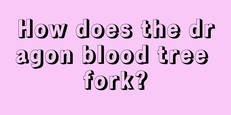 How does the dragon blood tree fork?