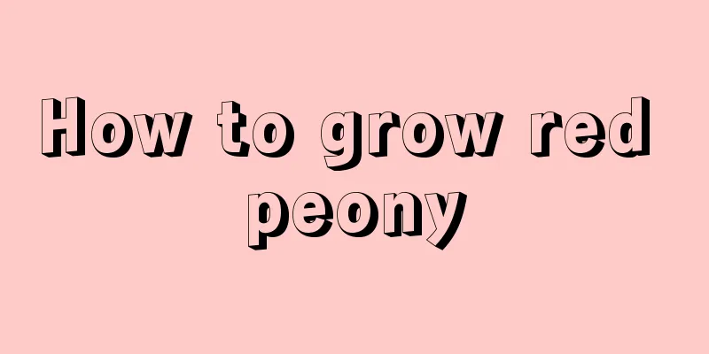 How to grow red peony