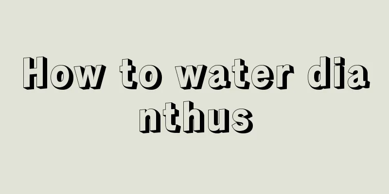 How to water dianthus