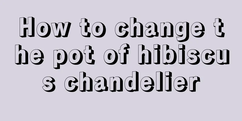 How to change the pot of hibiscus chandelier