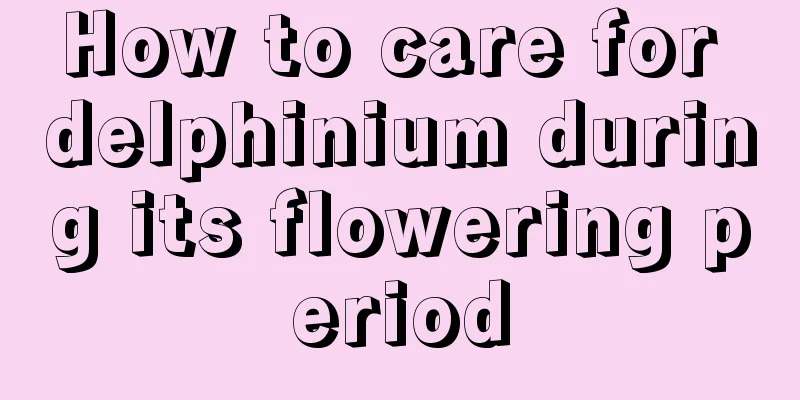 How to care for delphinium during its flowering period