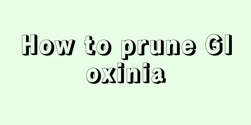 How to prune Gloxinia