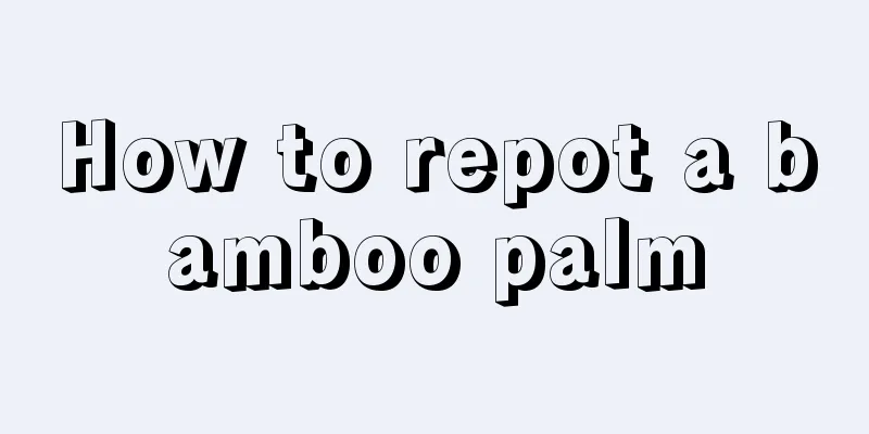 How to repot a bamboo palm