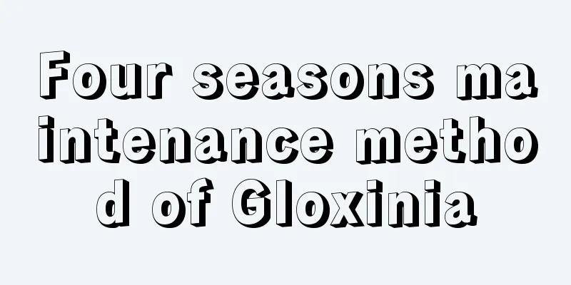 Four seasons maintenance method of Gloxinia