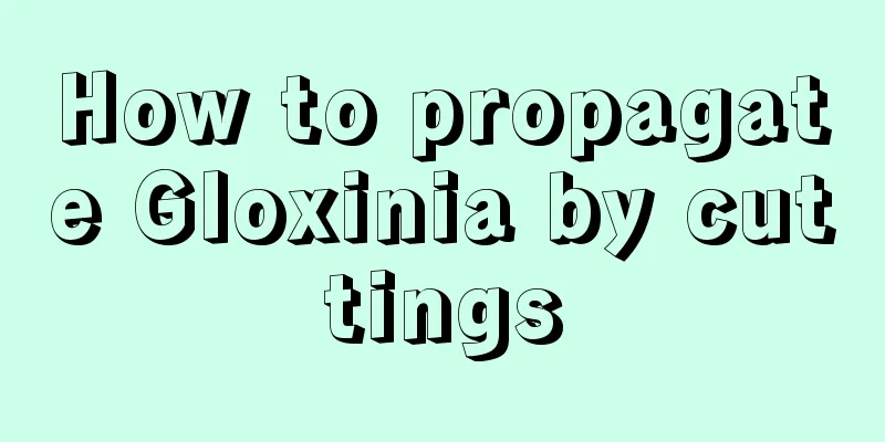 How to propagate Gloxinia by cuttings