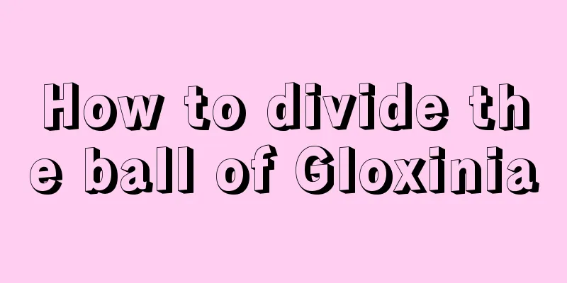 How to divide the ball of Gloxinia