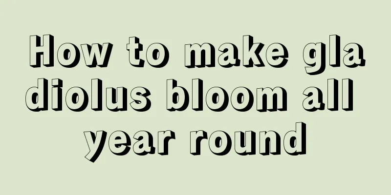 How to make gladiolus bloom all year round