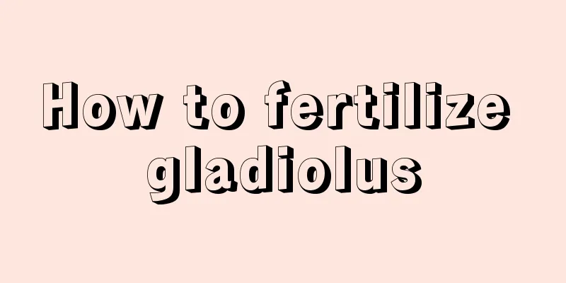 How to fertilize gladiolus