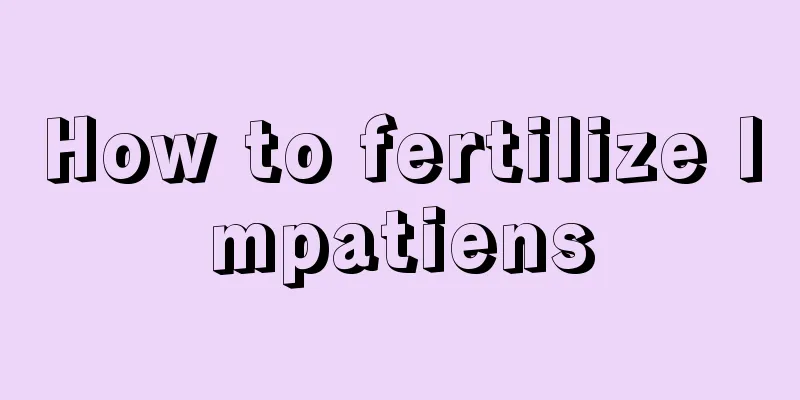 How to fertilize Impatiens