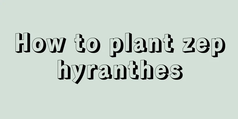 How to plant zephyranthes