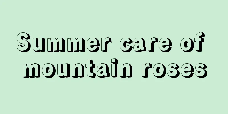 Summer care of mountain roses