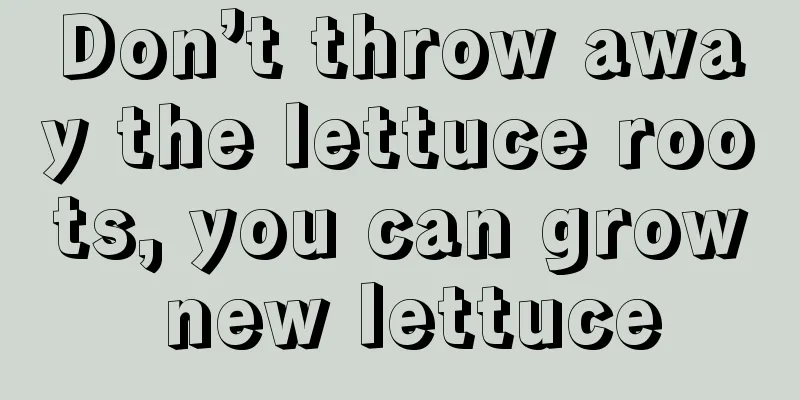 Don’t throw away the lettuce roots, you can grow new lettuce