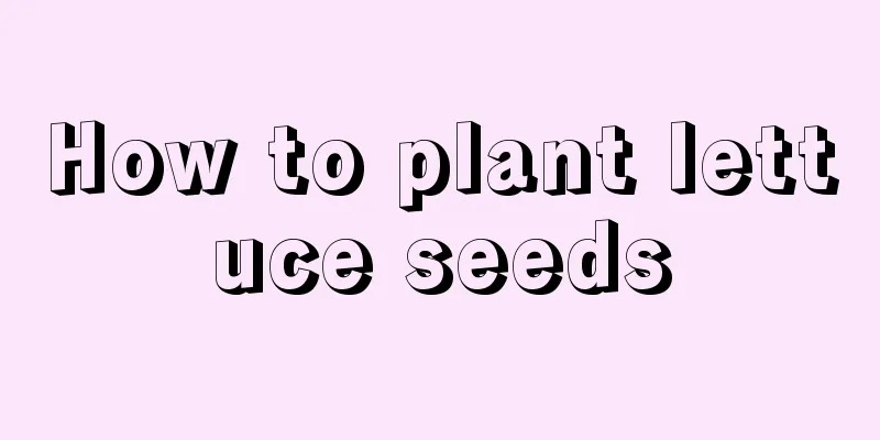 How to plant lettuce seeds