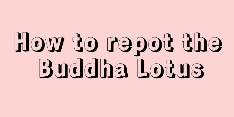 How to repot the Buddha Lotus