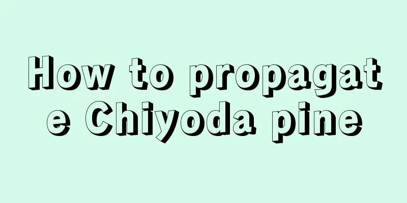 How to propagate Chiyoda pine