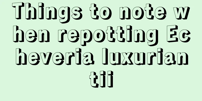 Things to note when repotting Echeveria luxuriantii