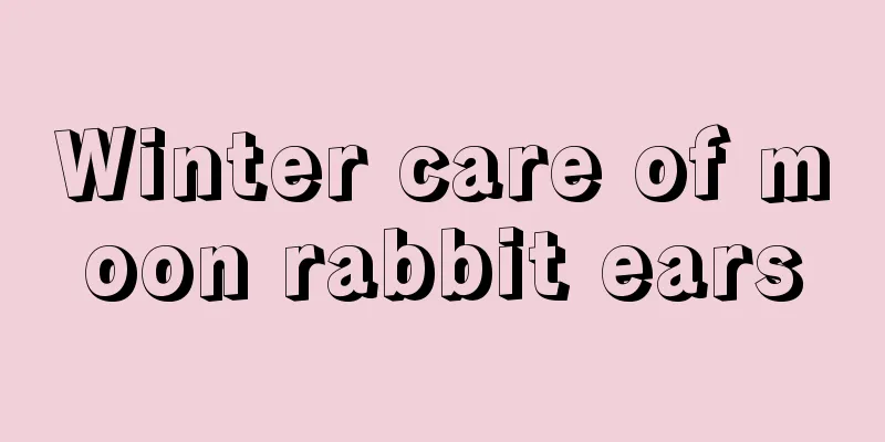 Winter care of moon rabbit ears