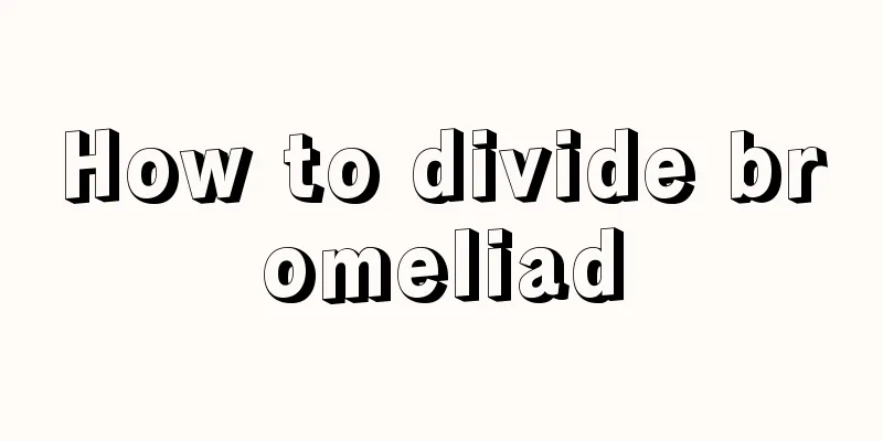 How to divide bromeliad