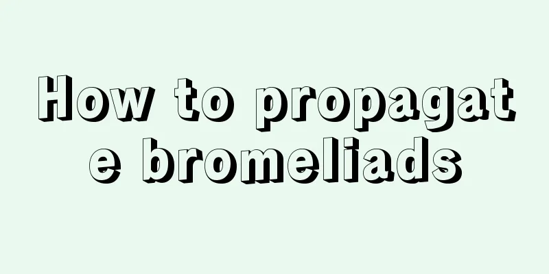 How to propagate bromeliads