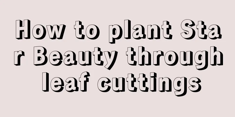 How to plant Star Beauty through leaf cuttings