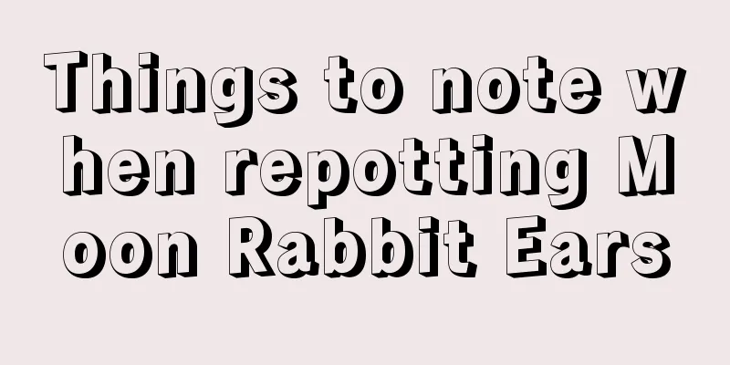 Things to note when repotting Moon Rabbit Ears