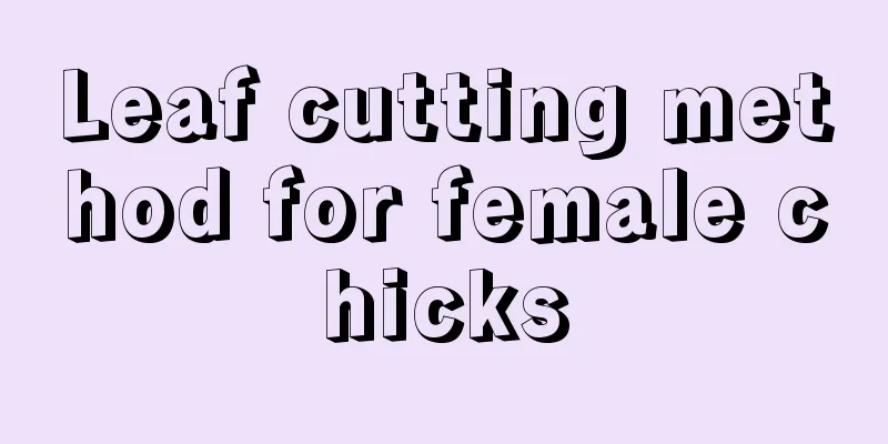 Leaf cutting method for female chicks