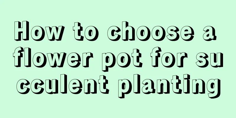 How to choose a flower pot for succulent planting