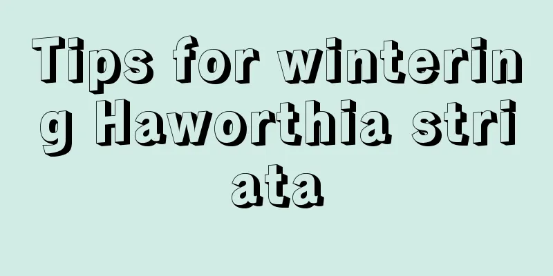 Tips for wintering Haworthia striata