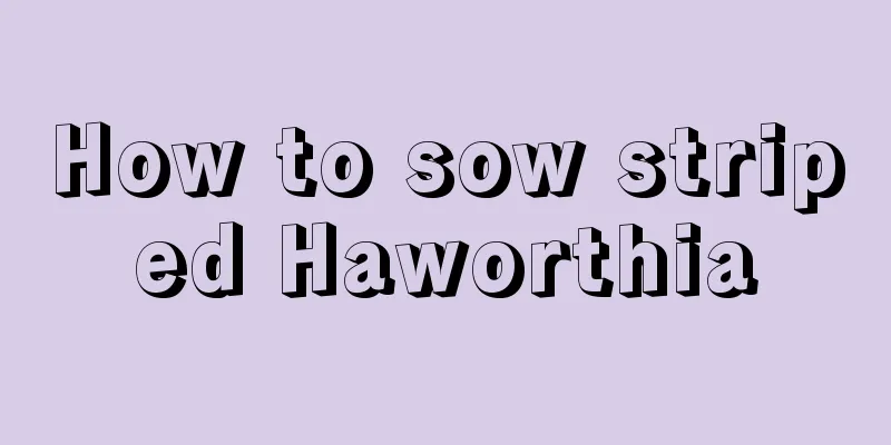 How to sow striped Haworthia