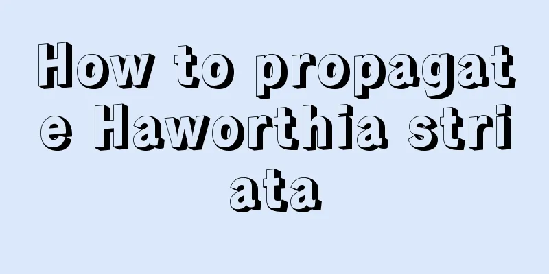 How to propagate Haworthia striata