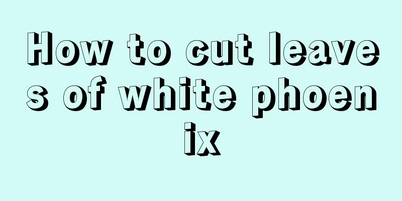 How to cut leaves of white phoenix