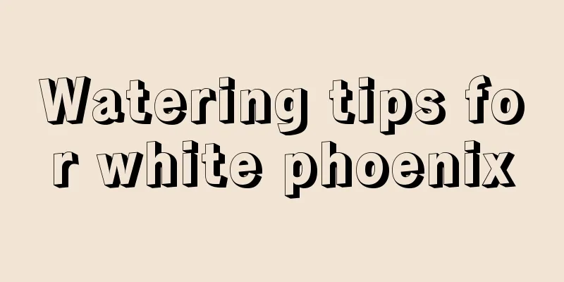 Watering tips for white phoenix