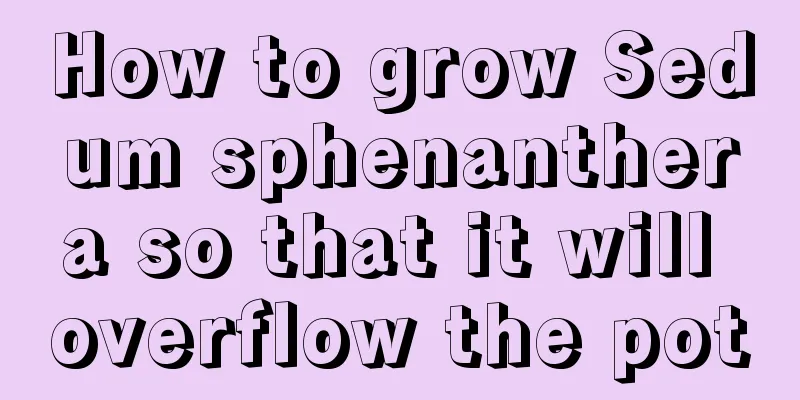 How to grow Sedum sphenanthera so that it will overflow the pot