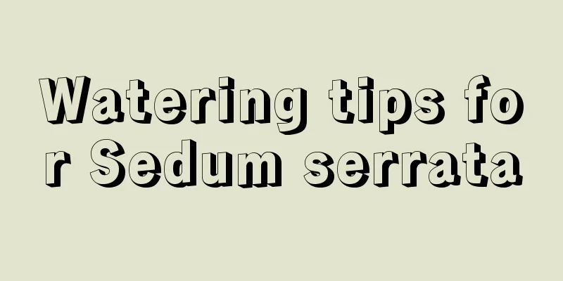 Watering tips for Sedum serrata