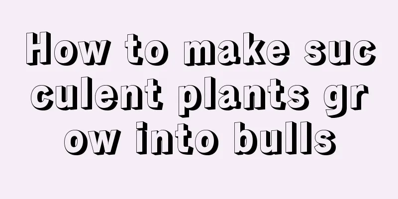 How to make succulent plants grow into bulls