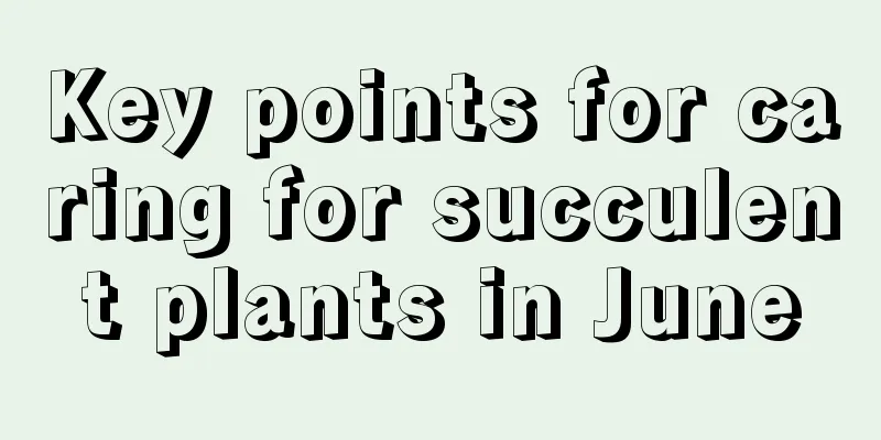 Key points for caring for succulent plants in June